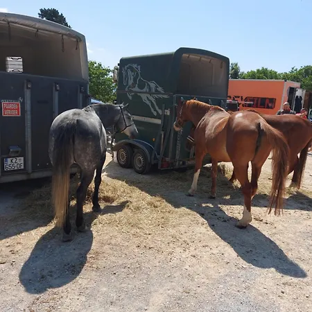 Fila I Jure سولين